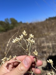 Pseudognaphalium beneolens