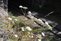 Kitagawia baicalensis