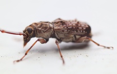 Phymatus hetaera