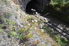 Kitagawia baicalensis