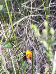 Platylobium obtusangulum