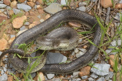 Lampropeltis calligaster
