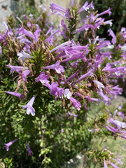 Poliomintha longiflora