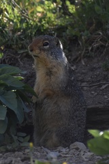 Urocitellus columbianus