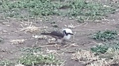 Eurocephalus ruppelli