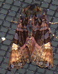 Euplexia benesimilis