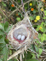 Cynanthus latirostris