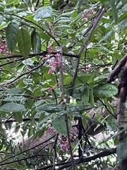 Averrhoa carambola