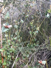 Platylobium obtusangulum