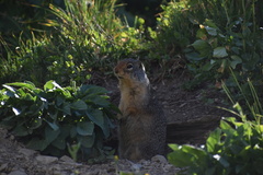 Urocitellus columbianus