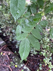 Averrhoa carambola