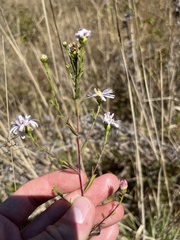 Symphyotrichum chilense