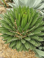 Agave victoriae-reginae
