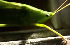 Tettigonioidea