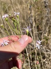 Symphyotrichum chilense