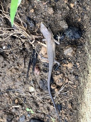 Takydromus tachydromoides
