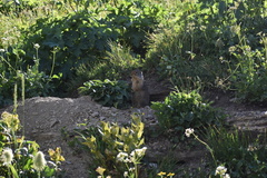 Urocitellus columbianus
