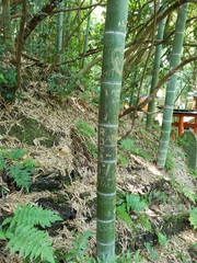 Phyllostachys edulis