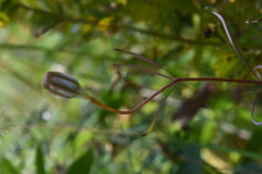 Lilium pumilum