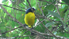 Anisognathus melanogenys