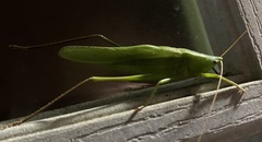 Tettigonioidea
