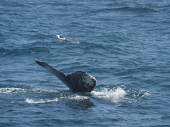 Megaptera novaeangliae