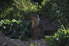 Urocitellus columbianus
