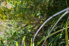 Lilium pumilum