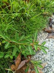 Phyllanthus urinaria hookeri