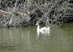 Anser anser domesticus