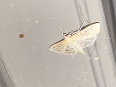 Herpetogramma pertextalis