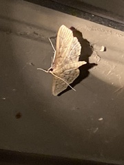 Herpetogramma pertextalis