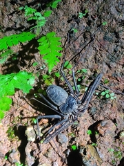 Amblypygi