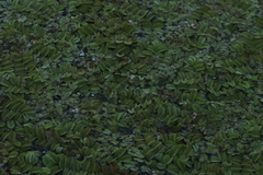 Salvinia natans