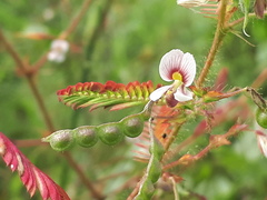 Aeschynomene americana