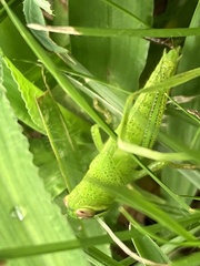 Patanga japonica