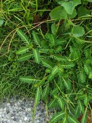 Phyllanthus urinaria hookeri