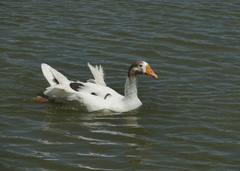 Anser anser domesticus