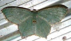 Chloropteryx tepperaria