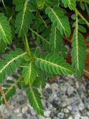 Phyllanthus urinaria hookeri