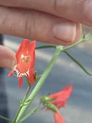 Penstemon barbatus