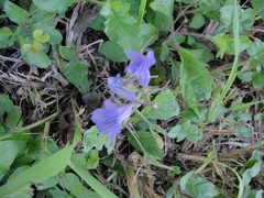 Ruellia nudiflora
