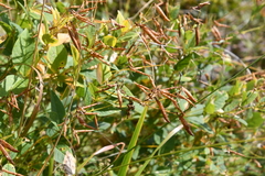 Vicia unijuga