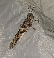 Trimerotropis pallidipennis