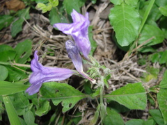 Ruellia nudiflora