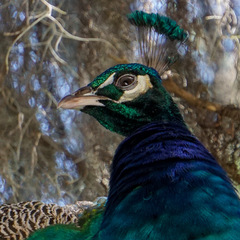 Pavo cristatus