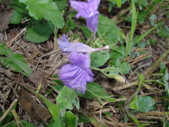 Ruellia nudiflora