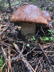 Leccinum