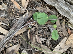 Hydrocotyle laxiflora