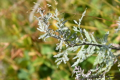 Artemisia gmelinii